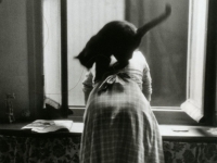les-chats-by-willy-ronis
