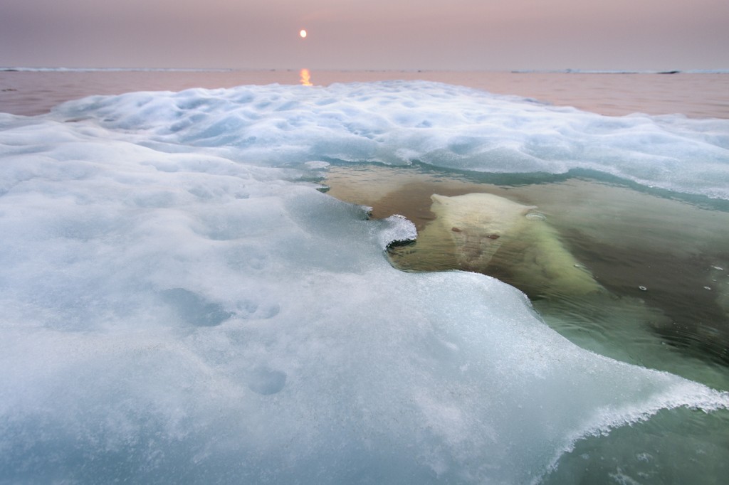 The water bear  Una hembra de oso polar en la bahía de Hudson (Canadá). La foto es del estadounidense Paul Souders (© Paul Souders/ Wildlife Photographer of the Year)