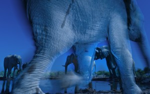 Essence of elephants La foto ganadora del certamen, del sudafricano reg du Toit (© Greg du Toit/ Wildlife Photographer of the Year)