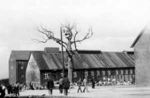 Buchenwald, tras la liberación, con los restos del roble de Goethe